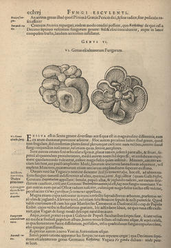 clusius_plate.jpg