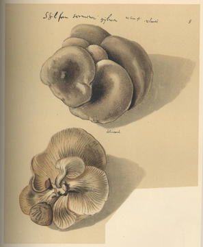 clusius_watercolor.jpg