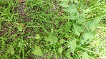 Fallopia cilinodis (fringed black bindweed) 