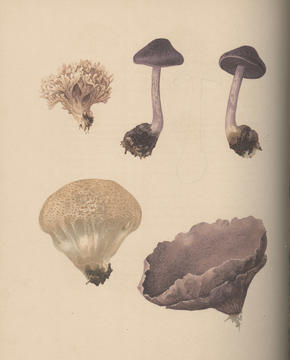 farlow_plate1.jpg