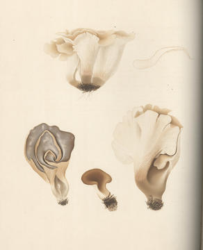 farlow_plate2.jpg