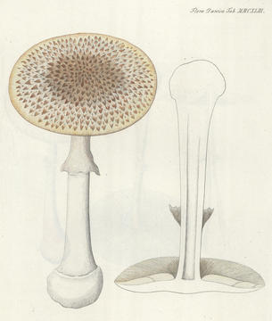 flora_danica1.jpg