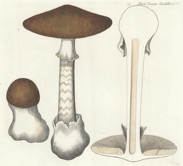 flora_danica2.jpg