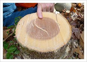 forest-ecosystem.jpg