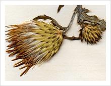 herbaria-collection.jpg