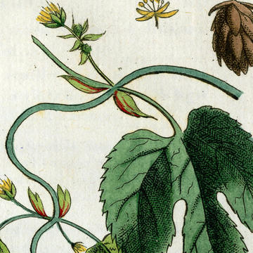 hops_square_1.jpg
