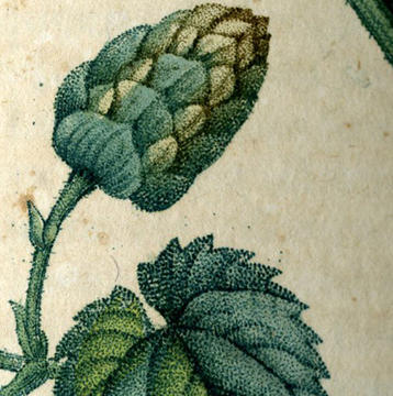 hops_square_2.jpg