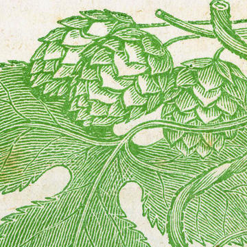hops_square_4.jpg