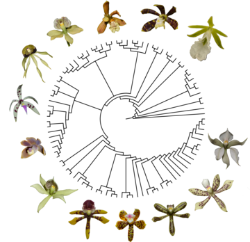 orchids arranged in a circle