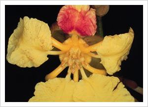 mezia-angelica-flower.jpg