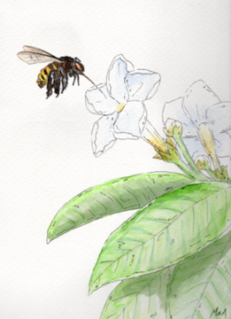 watercolor by artist Madeline Schill of bee and flower