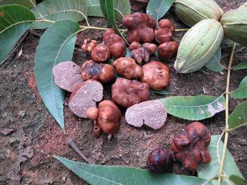 Matthew Smith - Biology of Pecan Truffles