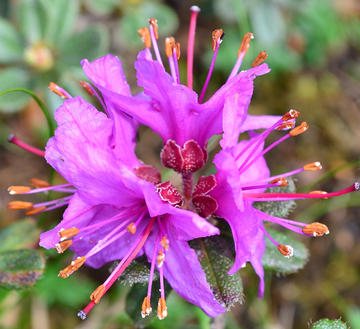 Rhododendron setosum