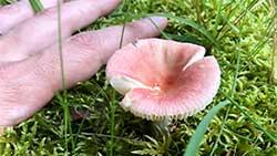 a Russula species of mushroom