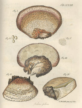 schaefferi_plate2.jpg