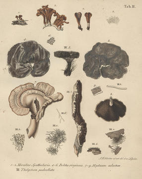 schweinitz_plate.jpg