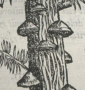 small_mattioli.jpg