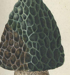 small_trattinnick.jpg