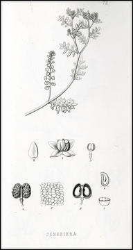 sprague_drawing3.jpg