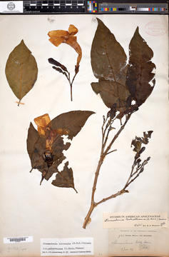 Pressed flower specimen of Stemmadenia litoralis, HUH barcode 02009693