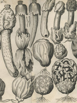 sterbeeck_plate.jpg