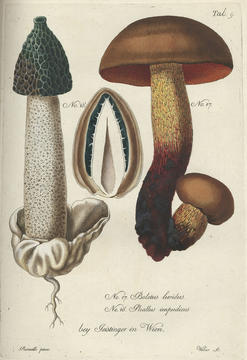 trattinnick_plate.jpg