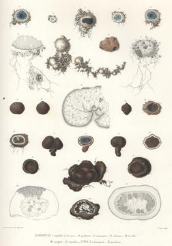 tulasne_plate.jpg