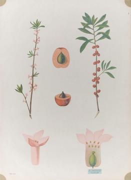 ;