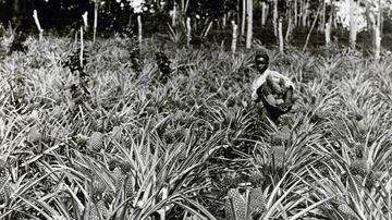Pineapple Field in Jamaica, undated