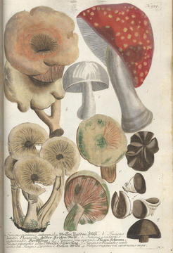 weinmann_plate.jpg