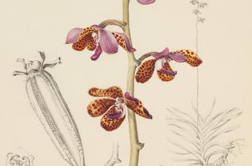 Orchid by A.T. Agate for the&nbsp;U.S. Exploring Expedition, 1838-1842
