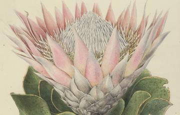Image of king protea (Protea cyanroides)