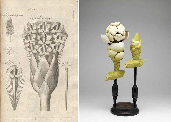 1. Plate from The anatomy of plants (1682) by Nehemiah Grew, digitized copy from the University of Michigan. 2.Botanical model Taxus by Robert Brendel, 1850–1900, photo by the Rijksmuseum Boerhaave, Leiden.