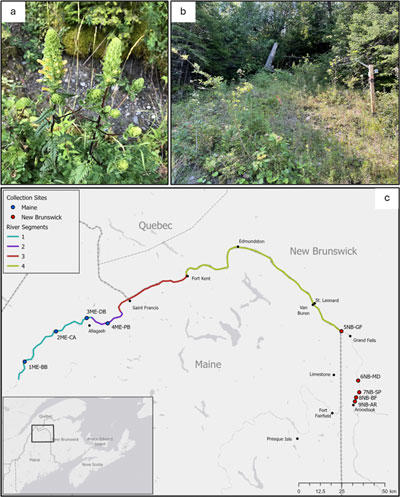 Furbish’s lousewort (Pedicularis furbishiae Watson) and geographic distributions