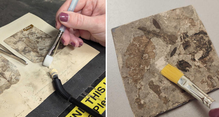 Removing mold (left) and dust (right) from the surface of the specimens and the cardboard.