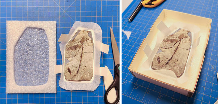 Some rehoused specimens in custom-cut ethafoam and with tissue paper and cardstock supports when necessary.