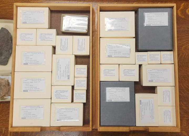 Two of the 16 drawers of rehoused dysodil specimens