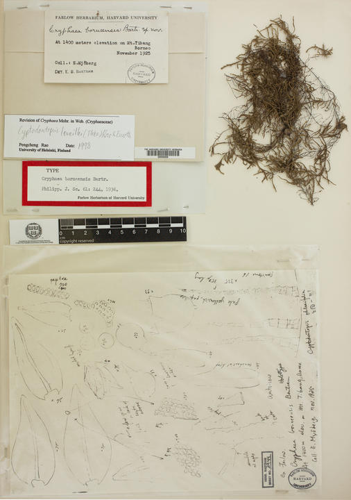 specimen sheet with Cryphaea_borneensis, labels, ruler, annotations