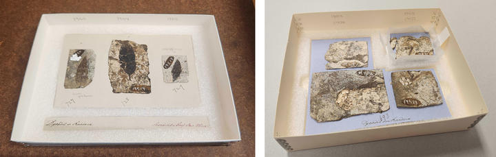 rehoused specimens