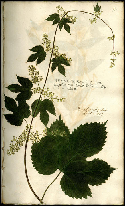 1759_plate_large.jpg