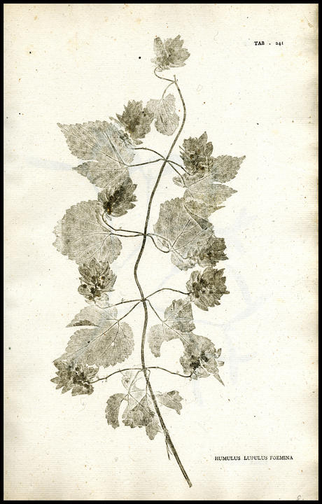 1788_plate_large.jpg