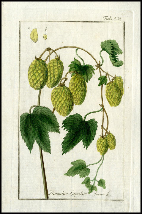 1790_plate_female.jpg