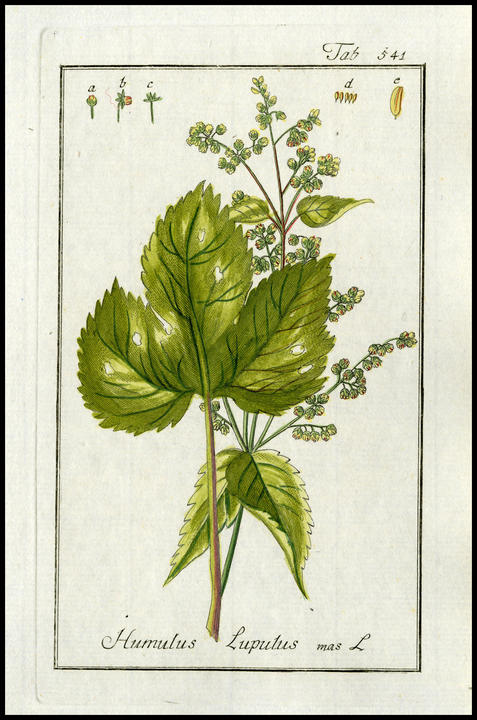 1790_plate_male.jpg
