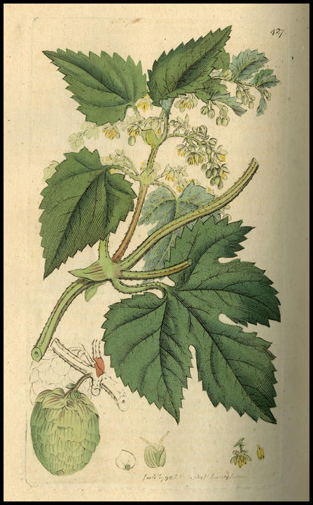 1797_plate_large.jpg