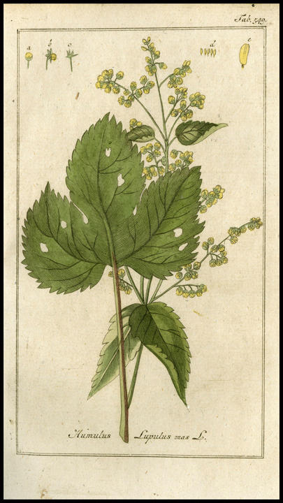 1800_plate_masculine.jpg