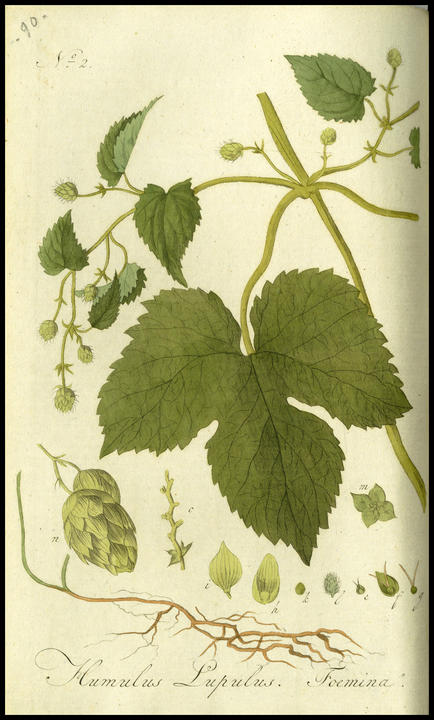 1807_plate_feminine.jpg