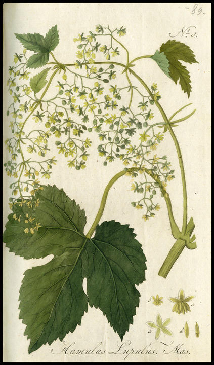 1807_plate_masculine.jpg