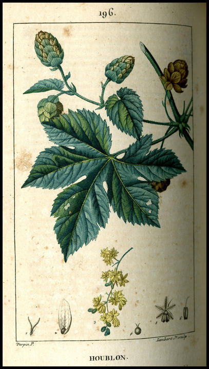 1817_plate_large.jpg