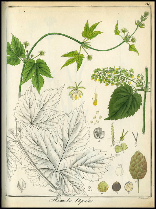 1822_plate_large.jpg