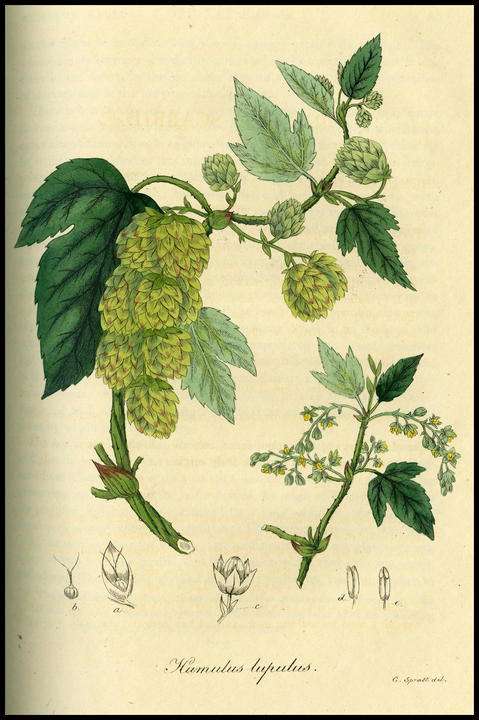 1832_plate_large.jpg
